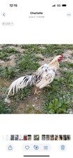 Thai aseel asil for sale  Nashville
