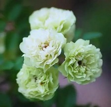 Mini green rose for sale  Allen