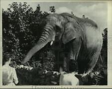 1958 Press Photo London Zoo elefante estica seu baú para um lanche - now02125 comprar usado  Enviando para Brazil