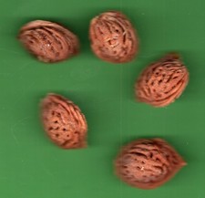 Pesca selvatica polpa usato Pesca selvatica polpa usato  Trambileno