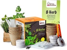 Grow buddha herbs for sale  EDGWARE