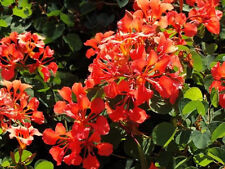 Bauhinia galpinii rare for sale  Miami