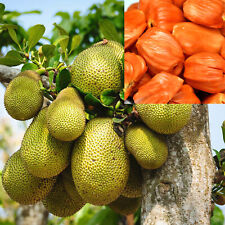 Fresh red jackfruit for sale  Fountain Valley