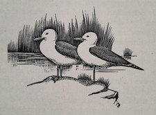Pair gulls seagulls for sale  OSWESTRY