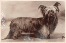 Postcard dogs skye for sale Postcard dogs skye for sale  BRISTOL