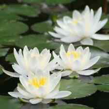 Nymphaea albida water for sale  SKEGNESS