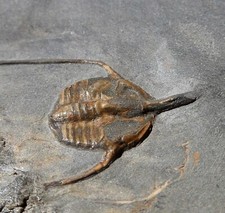Trilobite ordovicien hérault d'occasion  Cuxac-d'Aude