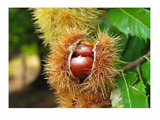 Edelkastanie castanea sativa gebraucht kaufen  Tauberbischofsheim