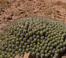 Euphorbia resinifera sperone usato  Napoli