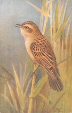 Postcard sedge warbler for sale  PETERBOROUGH