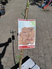 Prunus dulcis 140 gebraucht kaufen  Nordkirchen