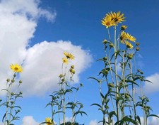 Pack plants perennial for sale  GLOUCESTER