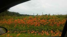 500 orange day for sale  Mount Vernon