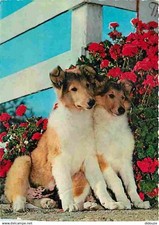 Animaux chiens berger d'occasion  Fruges