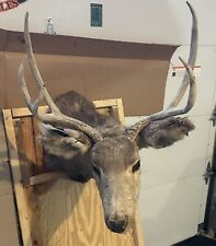 Vintage mule deer for sale  Vesper