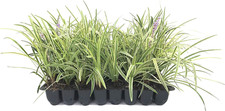 border natural live for sale  Denver