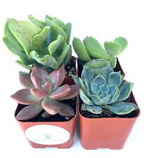 Succulent plants collection for sale  Castaic