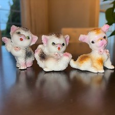 spaghetti cat for sale spaghetti cat for sale Wilbraham