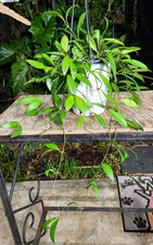 potted 12 succulent for sale  Hollywood
