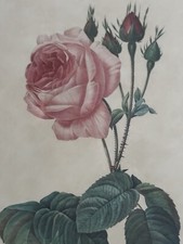Exquisite vintage pierre for sale  BRAUNTON