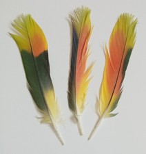 Parrot feathers for sale  FALMOUTH