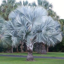Semillas palmera bismarck usato  Spedire a Italy
