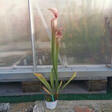 Sarracenia l19 wwk usato  Lanciano