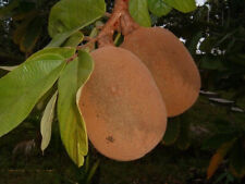 2 SPROUTED seeds of Theobroma grandiflorum Var. Redondo - Rare Tropical Fruit comprar usado  Enviando para Brazil