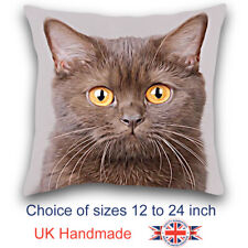 Brown shorthair cat for sale  WISBECH