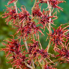 Hamamelis feuerzauber witch for sale  UK