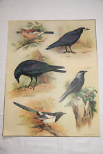 Carrion crow magpie for sale  STOURBRIDGE