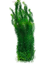 Green jumbo extra for sale  KEIGHLEY