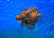 Awesome lion fish for sale  SELBY