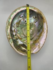 Iridescent abalone seashell for sale  Monroeville