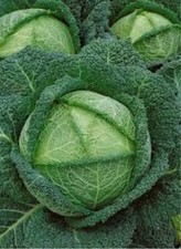 Savoy cabbage 14xplug for sale  LONDON