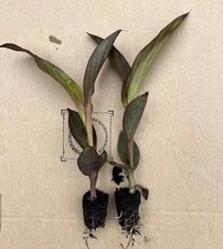 Canna lily cannova for sale  LONDON
