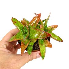 Gasteria mumba cluster usato  Napoli