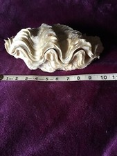 Large antique clam for sale  WOLVERHAMPTON