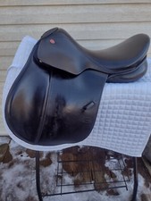 16.5 courbette magic for sale  Windsor