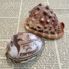Vintage carved cowrie for sale  CRANLEIGH