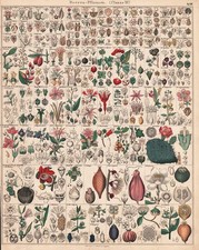 Cactus kaktus fuchsia gebraucht kaufen Cactus kaktus fuchsia gebraucht kaufen  Seubersdorf