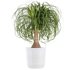 Ponytail palm beaucarnea for sale  Miami