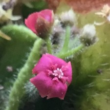 Drosera schizandra notched for sale  PRESCOT