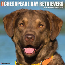 Chesapeake bay retrievers for sale  Minocqua