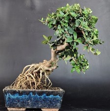 Bonsai olivastro oleastro usato  Cison di Valmarino