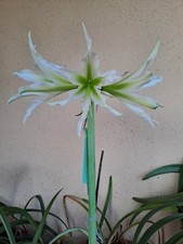 Hippeastrum white nile usato  Bagnoregio
