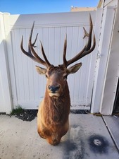 Taxidermy shoulder mount for sale  Eagle Mountain