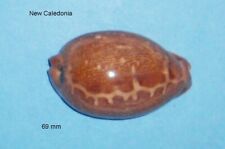 Cypraea mappa viridis d'occasion  Sanary-sur-Mer