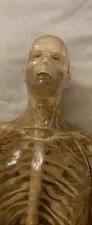 Transparent visible man for sale  Jacksonville