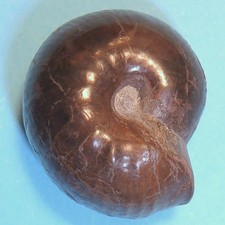 Valanginites nucleus ammonite d'occasion  Marseille XII